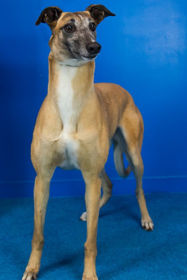 Females Available, an adoptable Greyhound in Augusta, ME, 04330 | Photo Image 1