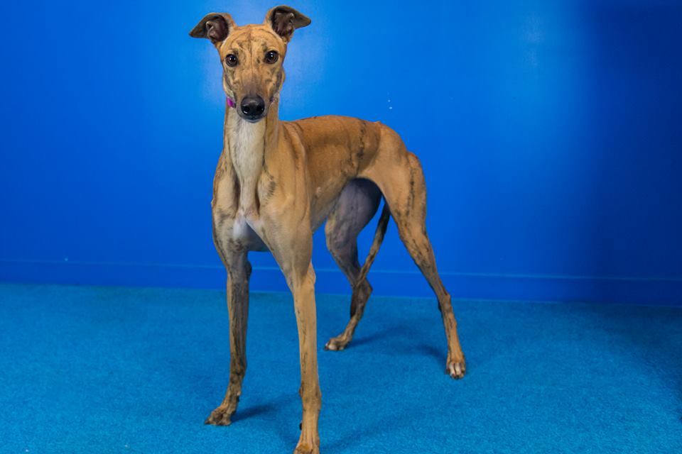 Females Available, an adoptable Greyhound in Augusta, ME, 04330 | Photo Image 2