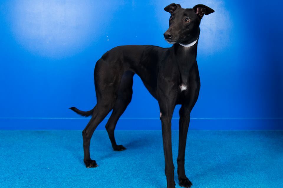 Females Available, an adoptable Greyhound in Augusta, ME, 04330 | Photo Image 3