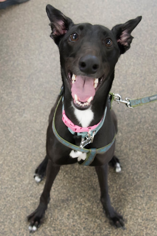 Females Available, an adoptable Greyhound in Augusta, ME, 04330 | Photo Image 5