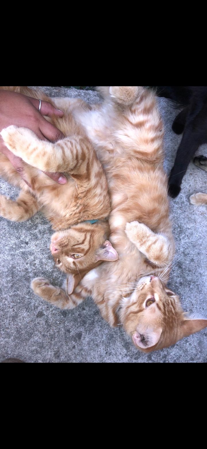Orange kittens 1 & 2 2