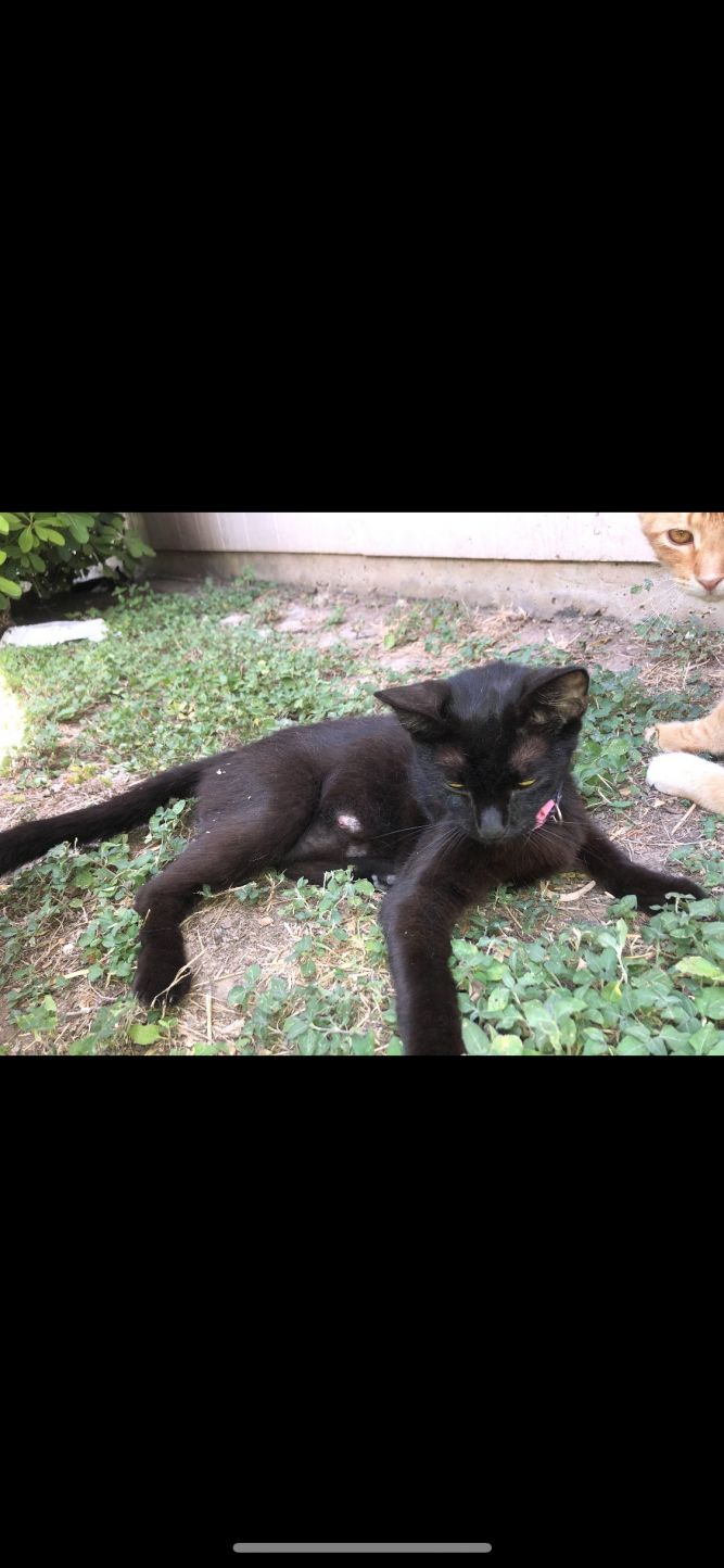 Black Cat #3