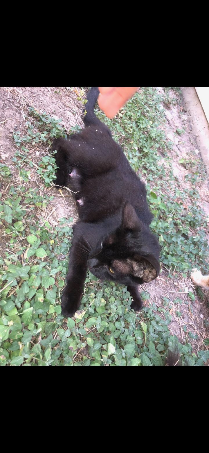 Black Cat #3 2