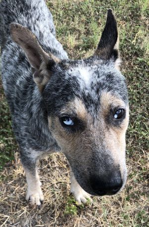 Blue (The Wonder Dog!)