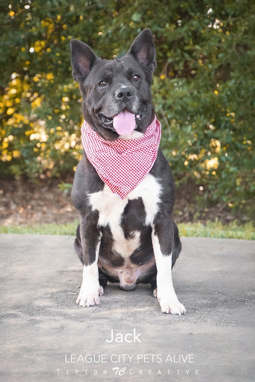 Jack, an adoptable Cattle Dog in League City, TX, 77573 | Photo Image 2