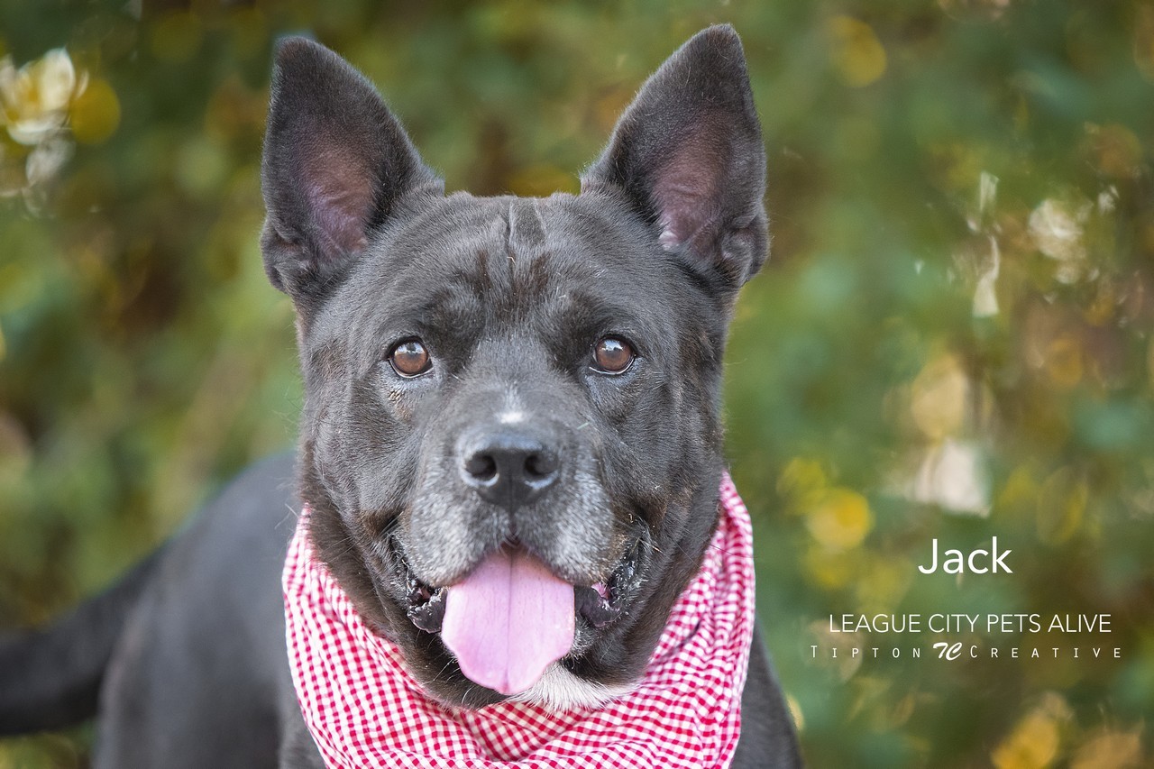 Jack, an adoptable Cattle Dog in League City, TX, 77573 | Photo Image 1
