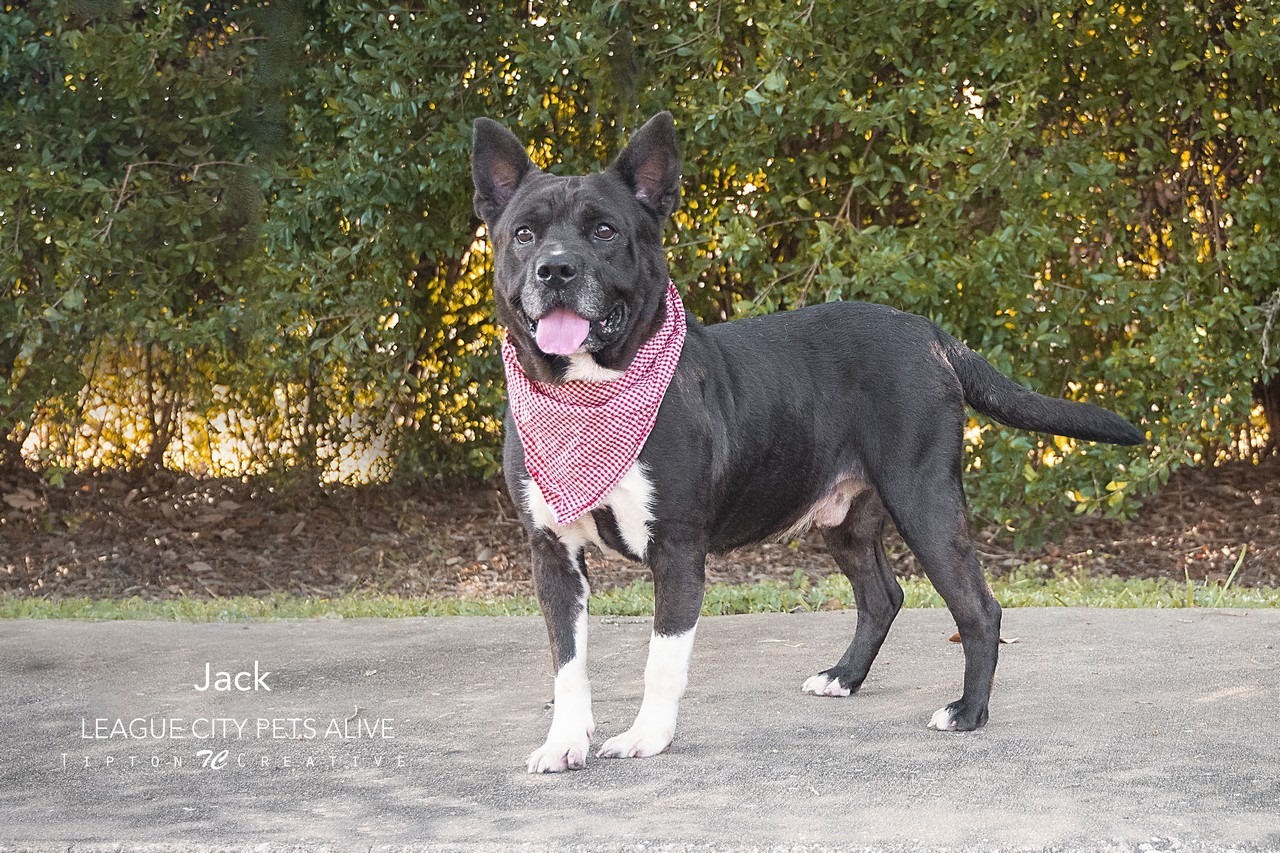 Jack, an adoptable Cattle Dog in League City, TX, 77573 | Photo Image 3
