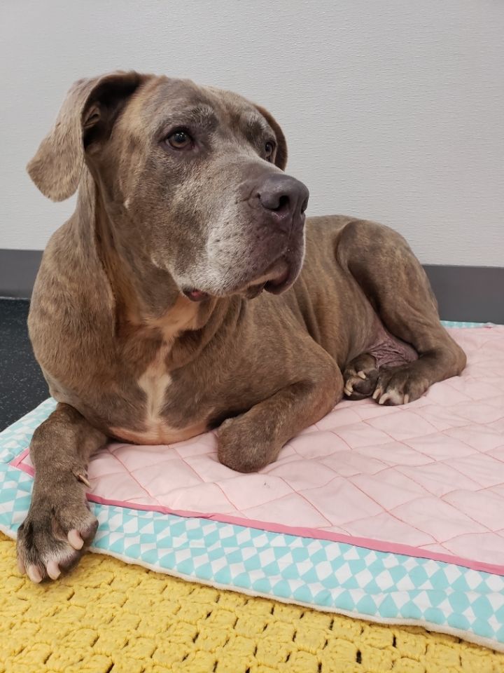 Dog For Adoption Meadow A Cane Corso In West Hartford