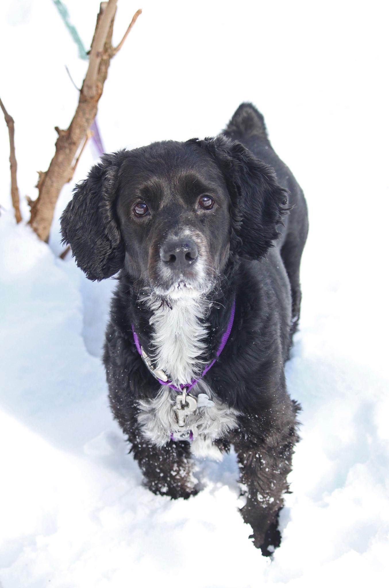 Bandit, an adoptable Cocker Spaniel in Flushing, NY, 11354 | Photo Image 1