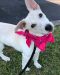 . Gidget .