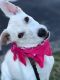 . Gidget .