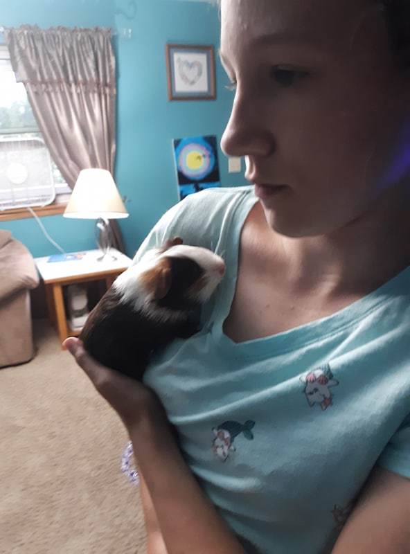 Male baby Guinea Pig 2