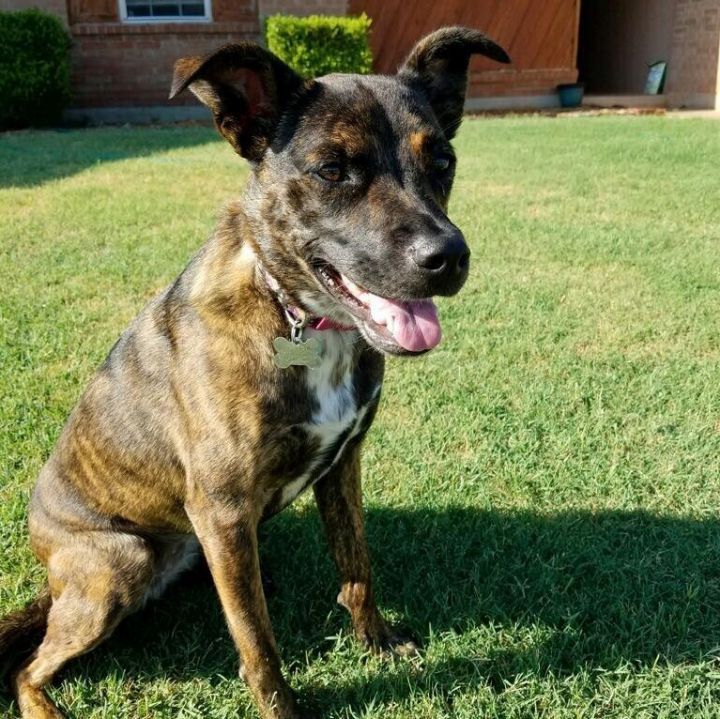 Cattle store dog brindle