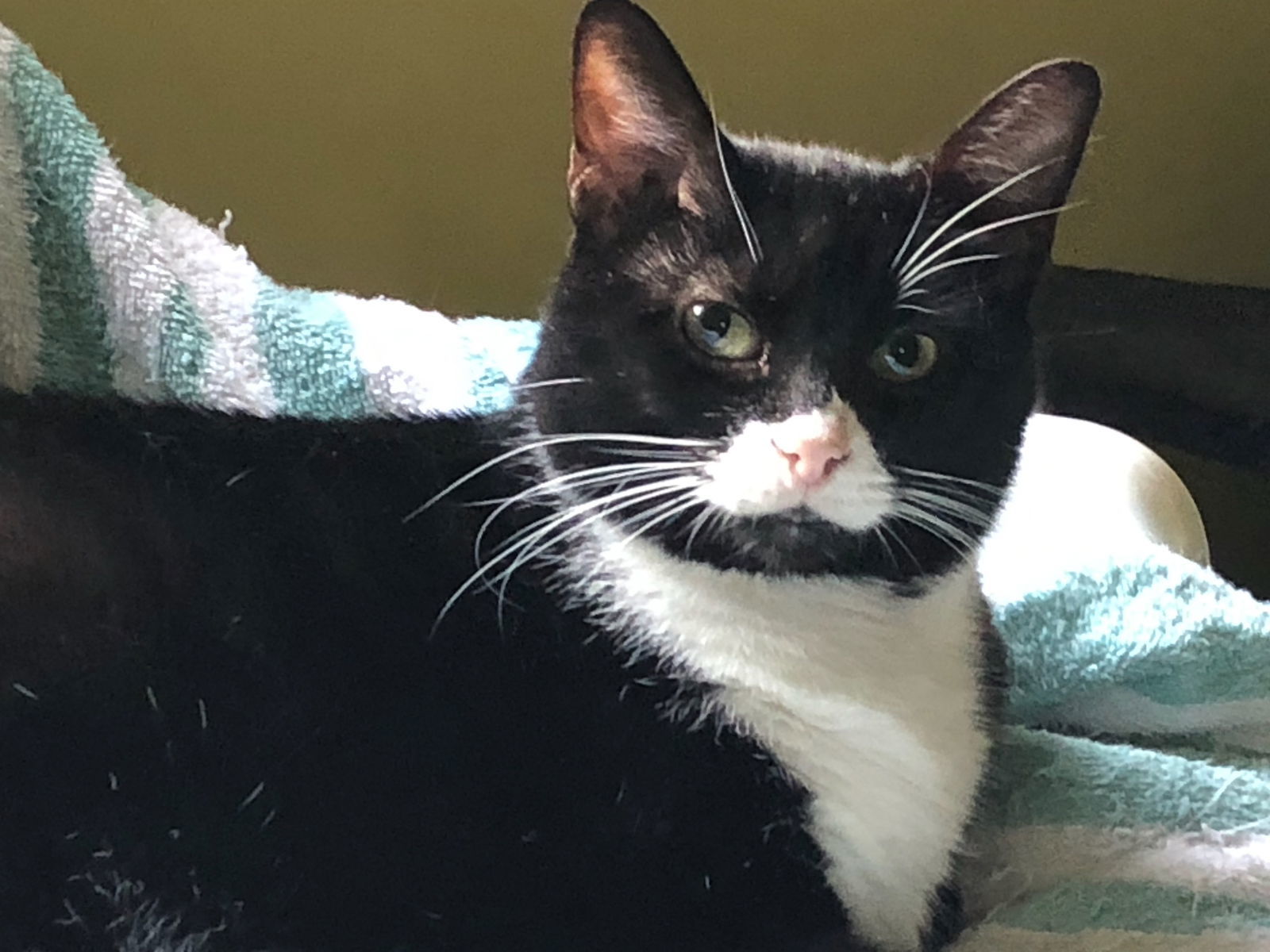 Sophia, an adoptable Tuxedo in Westminster, MD, 21158 | Photo Image 1