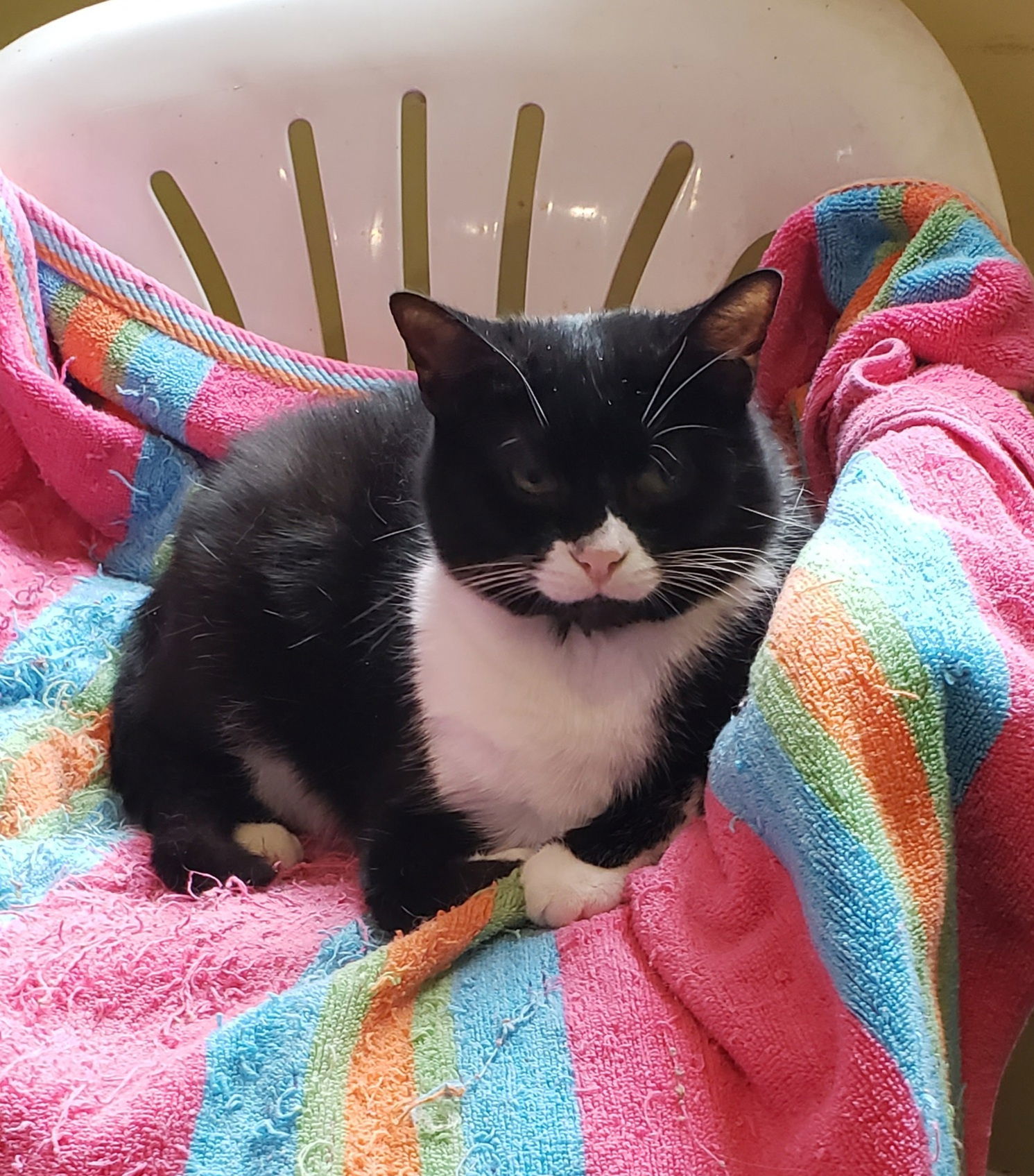 Sophia, an adoptable Tuxedo in Westminster, MD, 21158 | Photo Image 2