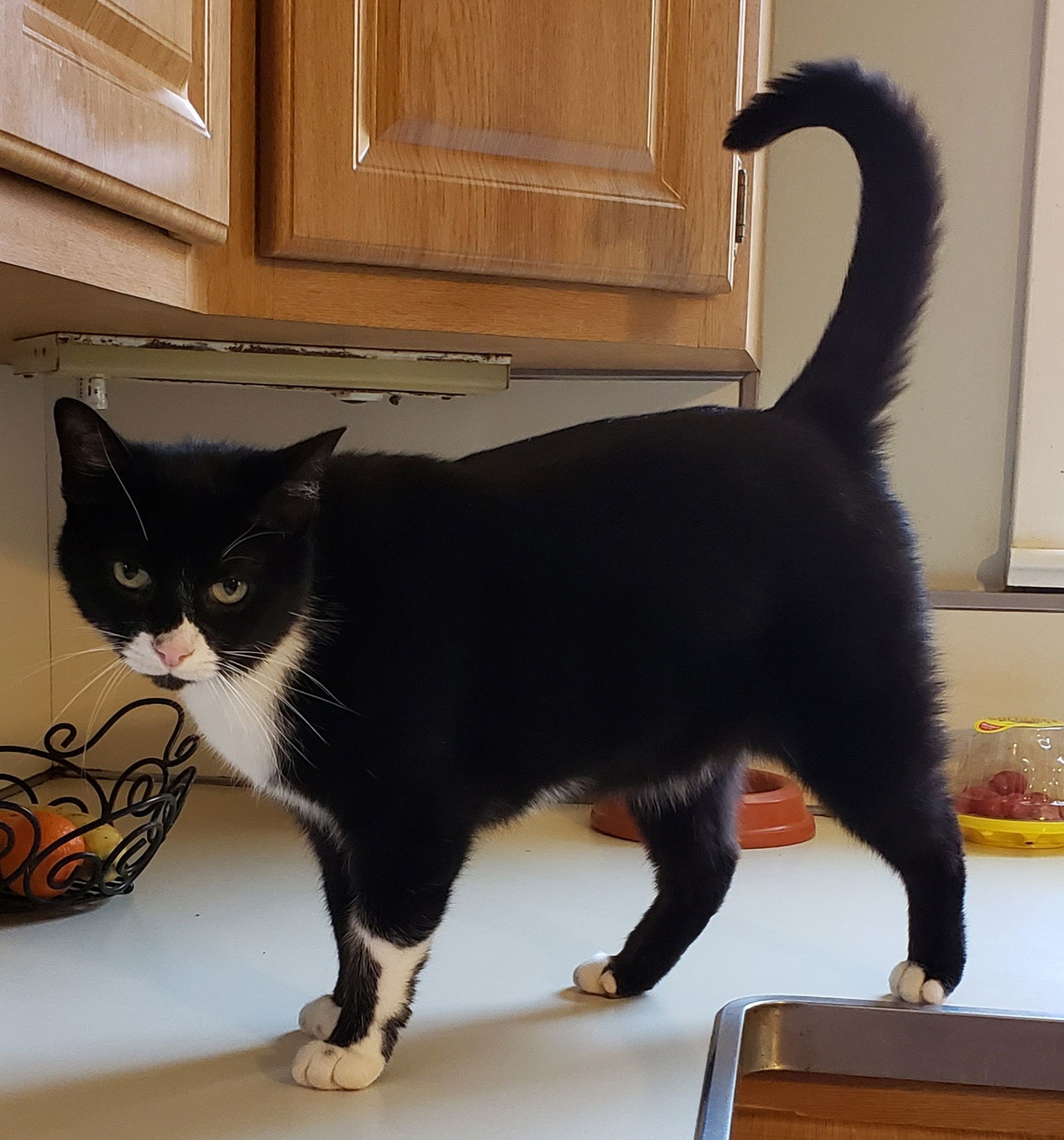 Sophia, an adoptable Tuxedo in Westminster, MD, 21158 | Photo Image 3