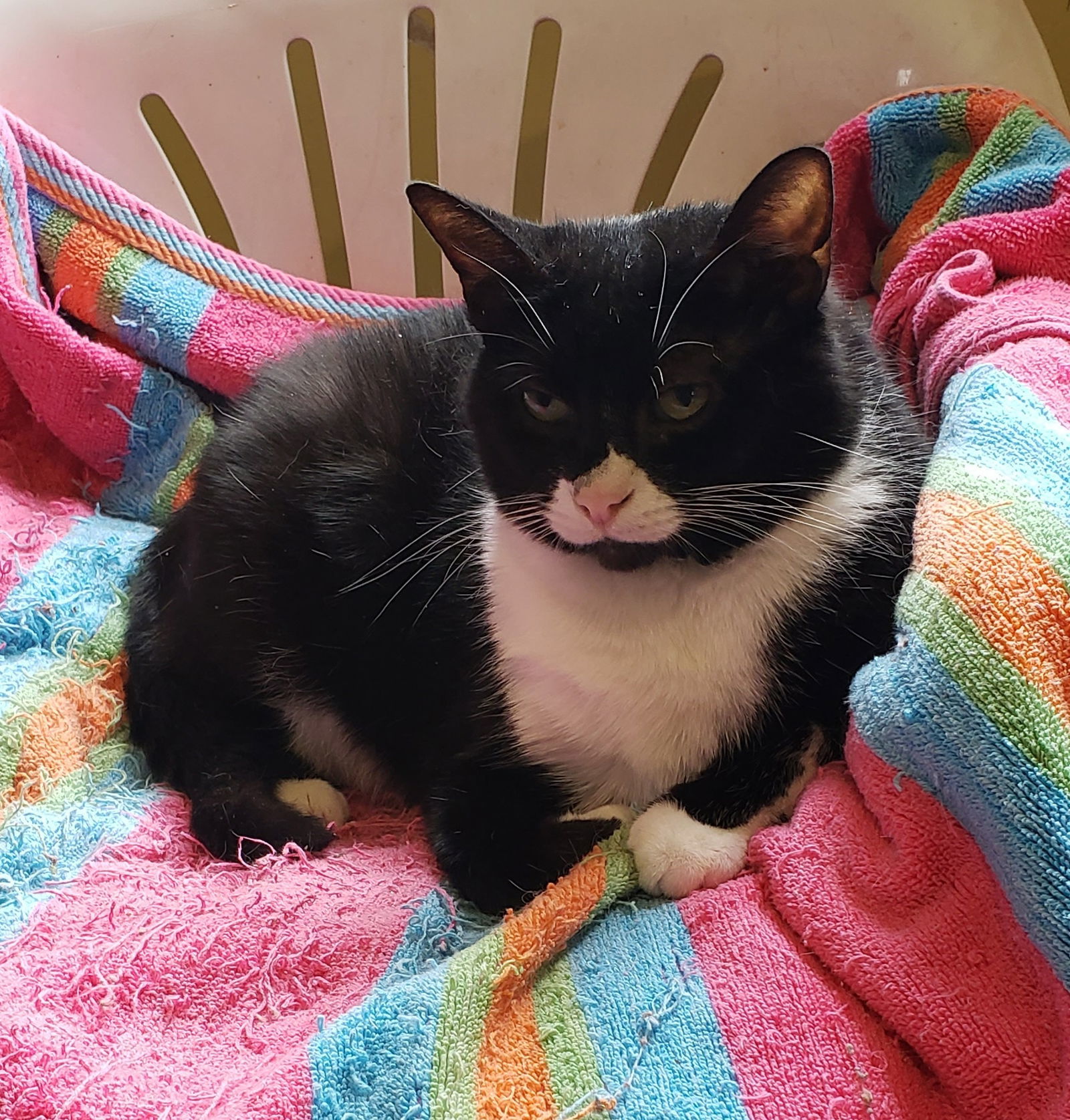 Sophia, an adoptable Tuxedo in Westminster, MD, 21158 | Photo Image 3