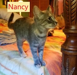 Nancy (Tammy's foster)