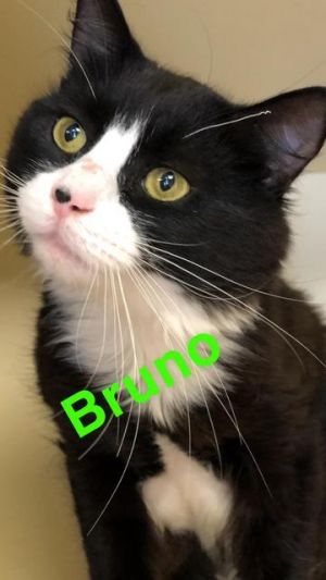 Bruno - update! adopted!