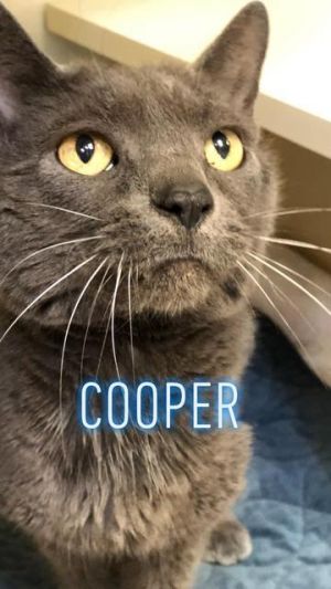 Cooper - update! adopted!