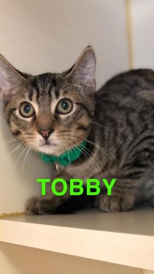 Tobby - update! adopted!