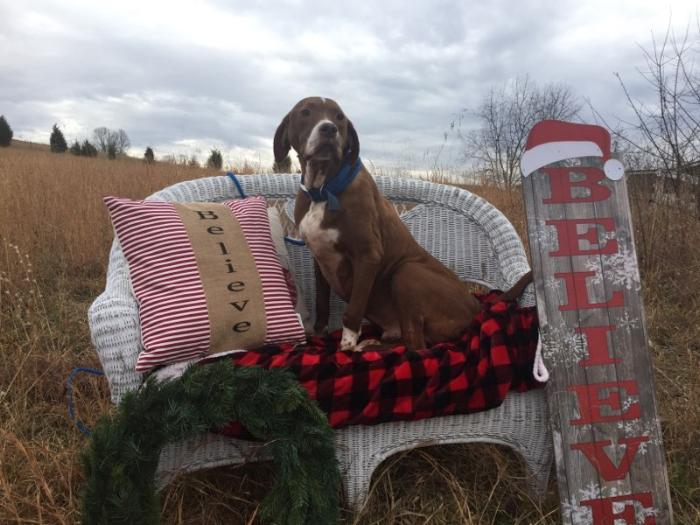 german shorthaired pointer boxer mix