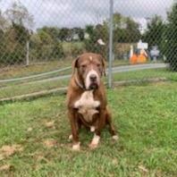 Mikey, an adoptable Boxer, German Shorthaired Pointer in Kingsport, TN, 37660 | Photo Image 1