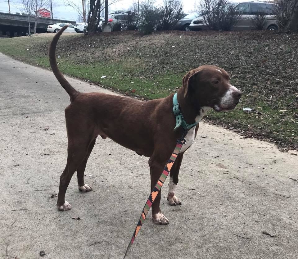 Mikey, an adoptable Boxer, German Shorthaired Pointer in Kingsport, TN, 37660 | Photo Image 3