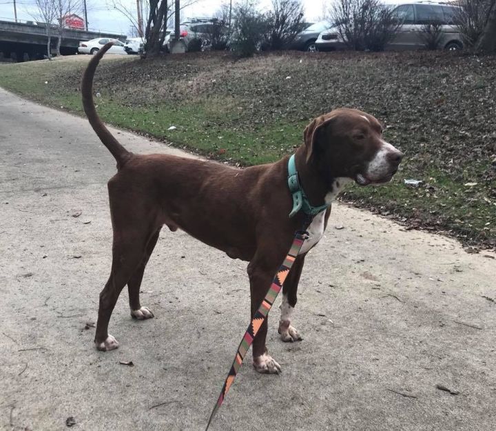 Boxer cross hot sale pointer