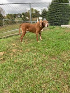 Mikey, an adoptable Boxer, German Shorthaired Pointer in Kingsport, TN, 37660 | Photo Image 4