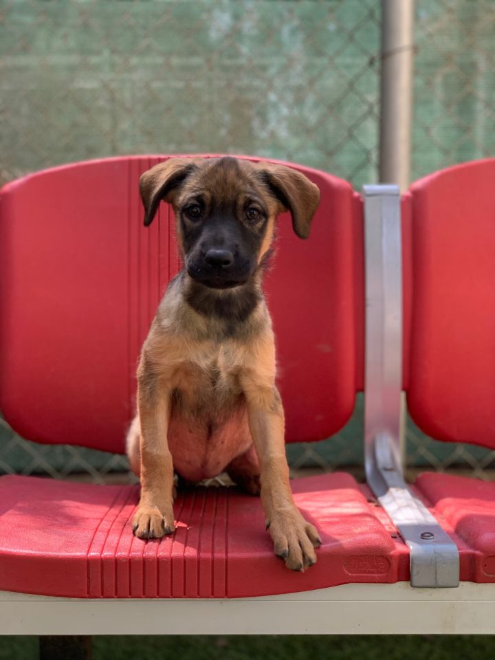 Dog For Adoption Taylor Swift A Shepherd Mix In Bakersfield Ca