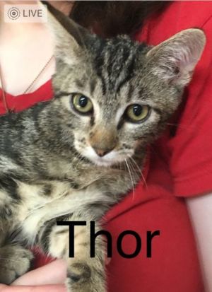 Thor