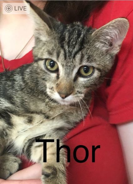 Thor 1