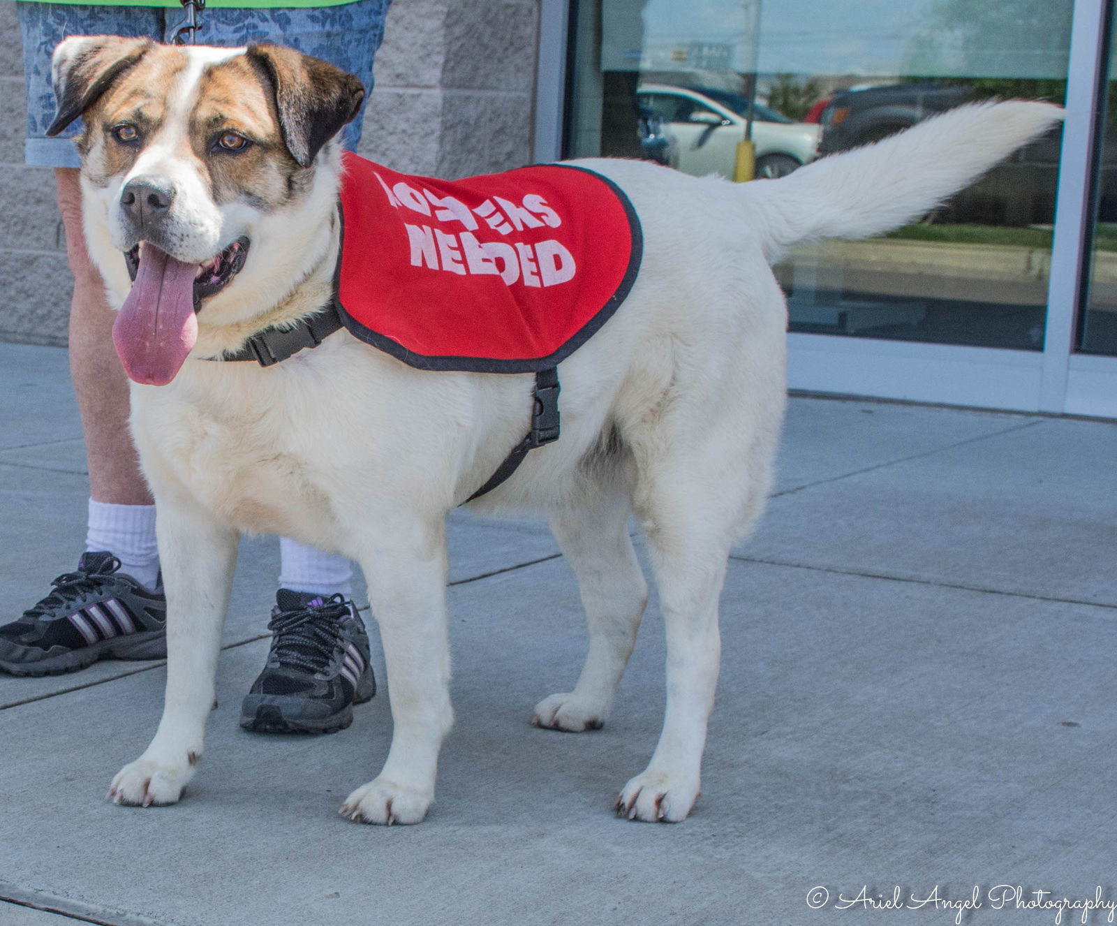 Cosmo, an adoptable Australian Shepherd in Munford, TN, 38058 | Photo Image 1