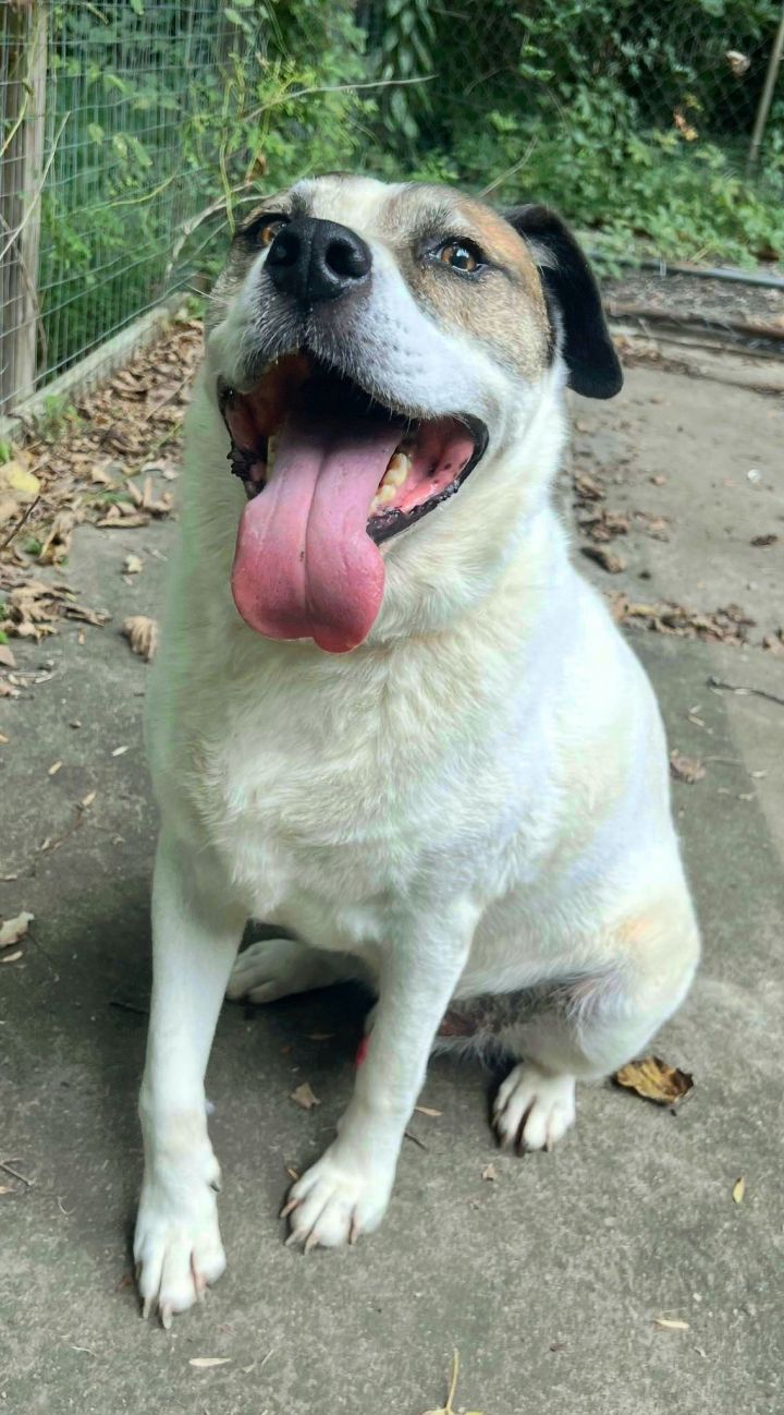 Cosmo 1