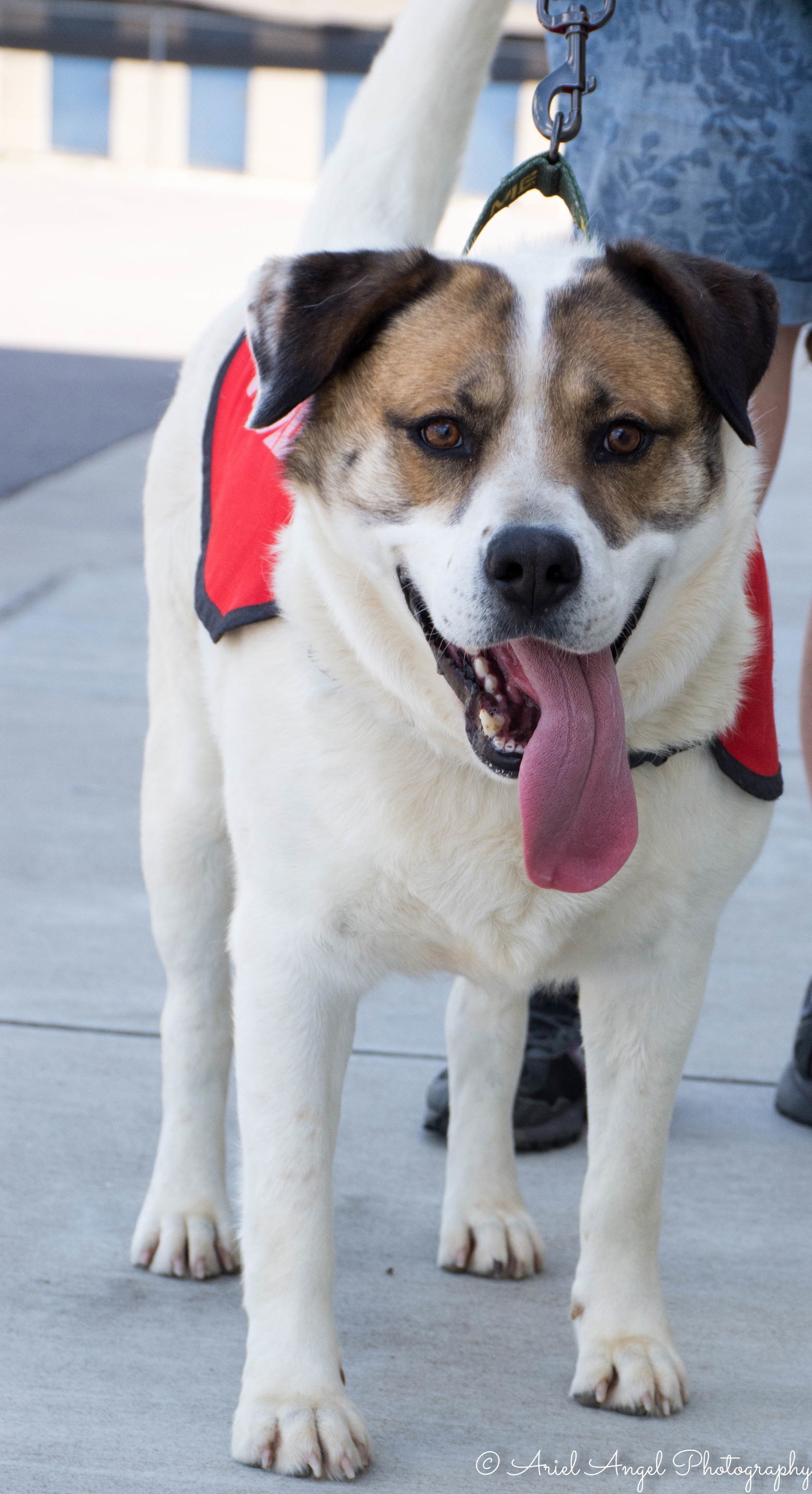 Cosmo, an adoptable Australian Shepherd in Munford, TN, 38058 | Photo Image 2