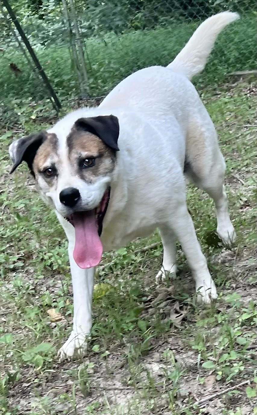 Cosmo, an adoptable Australian Shepherd in Munford, TN, 38058 | Photo Image 2