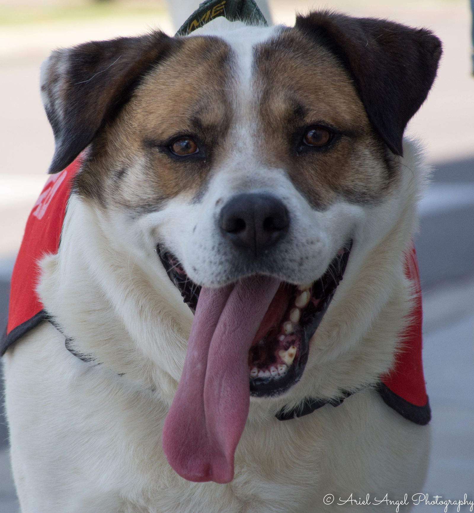 Cosmo, an adoptable Australian Shepherd in Munford, TN, 38058 | Photo Image 3