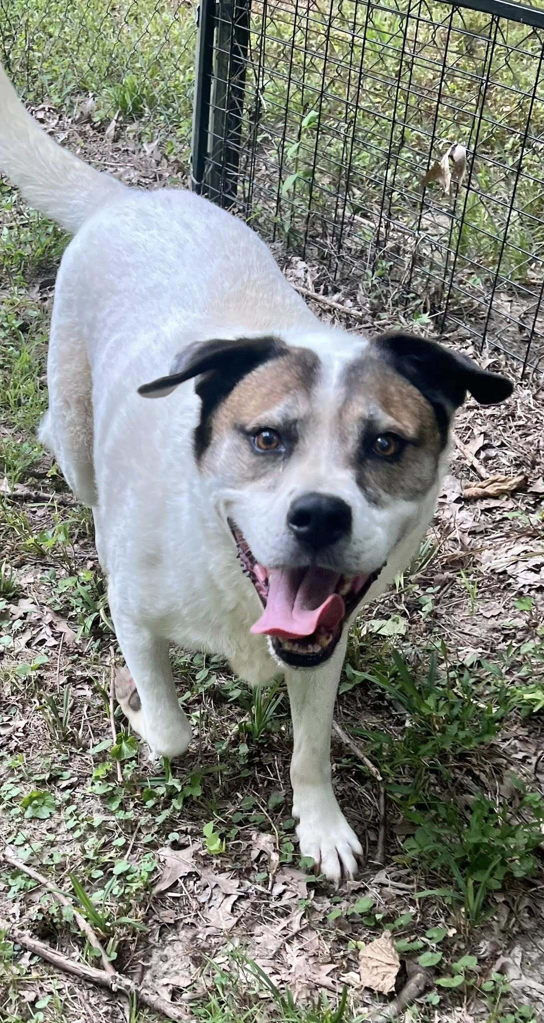 Cosmo, an adoptable Australian Shepherd in Munford, TN, 38058 | Photo Image 3