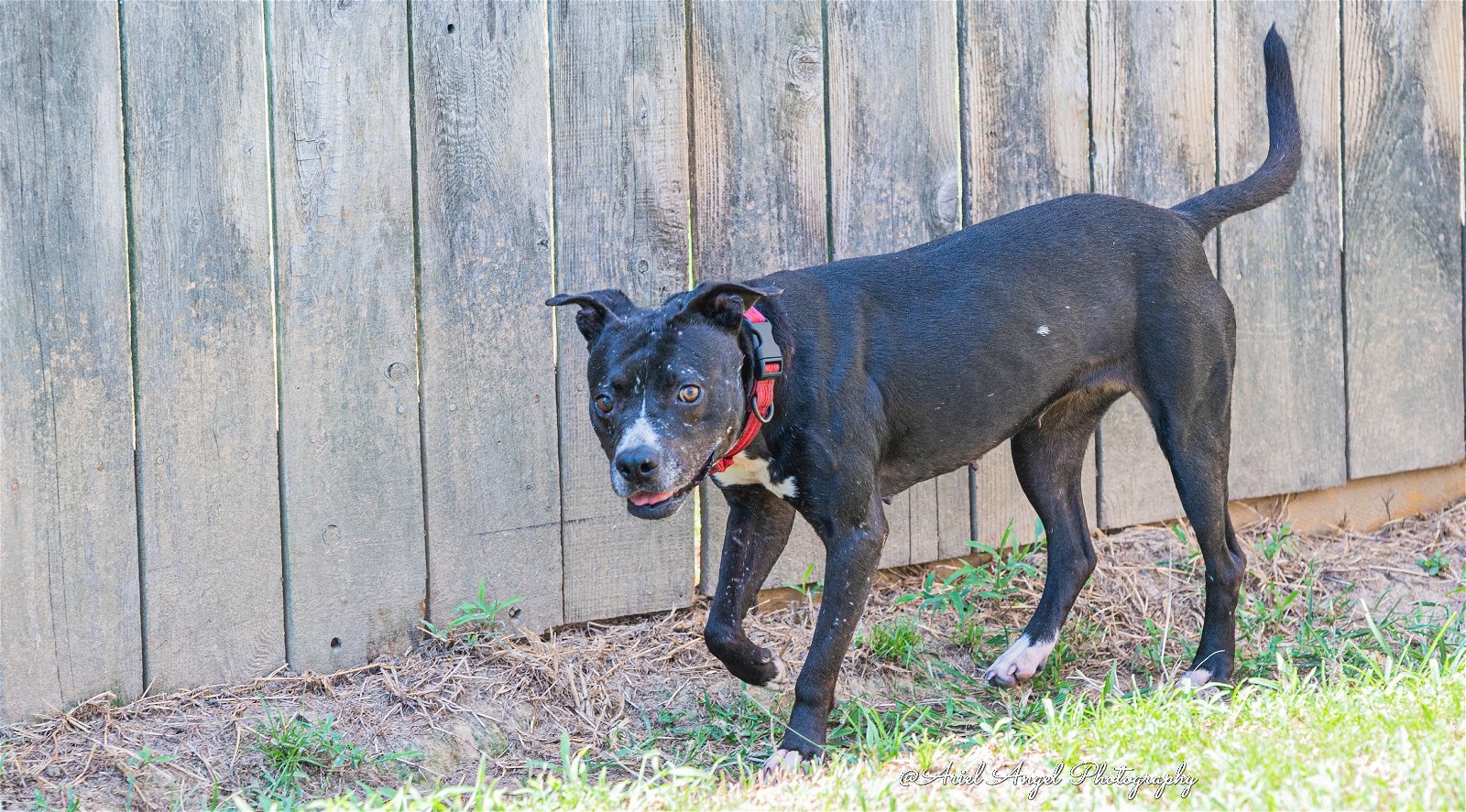 Raven needs foster home, an adoptable American Staffordshire Terrier, Labrador Retriever in Munford, TN, 38058 | Photo Image 1