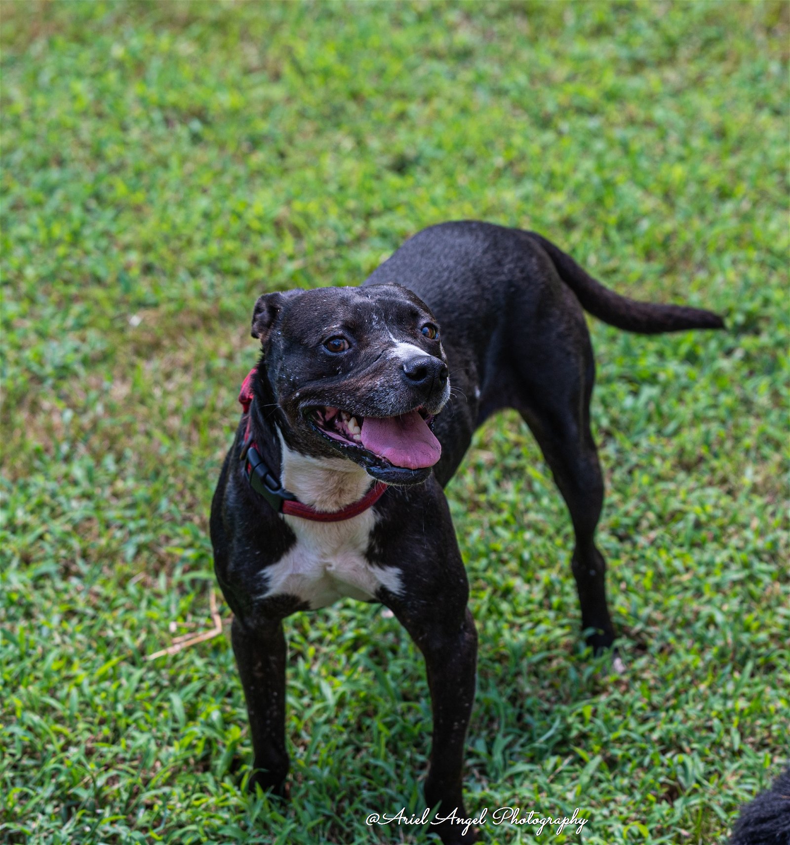 Raven needs foster home, an adoptable American Staffordshire Terrier, Labrador Retriever in Munford, TN, 38058 | Photo Image 1