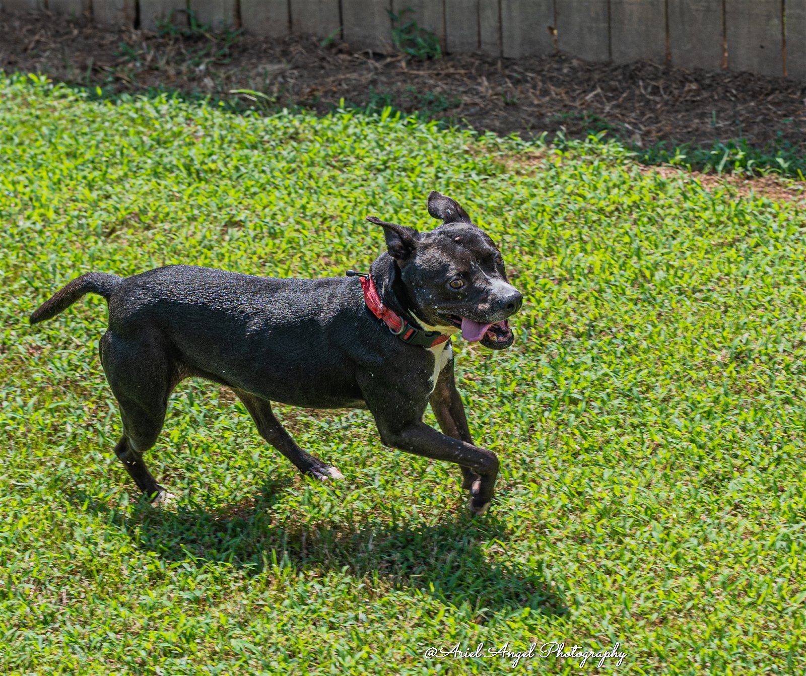 Raven needs foster home, an adoptable American Staffordshire Terrier, Labrador Retriever in Munford, TN, 38058 | Photo Image 3
