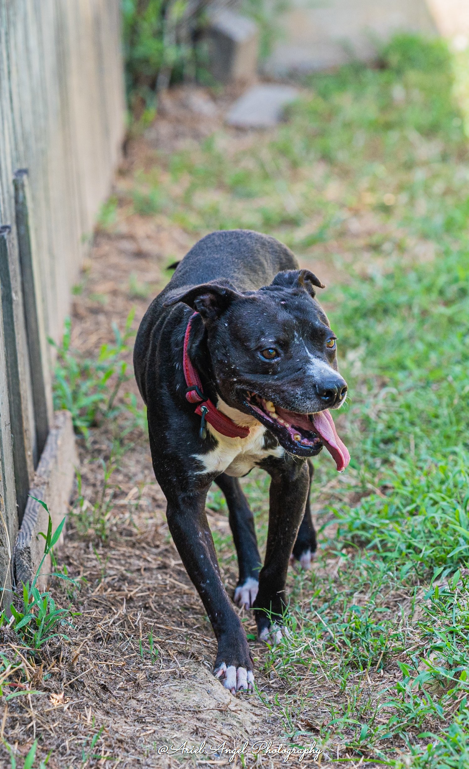 Raven needs foster home, an adoptable American Staffordshire Terrier, Labrador Retriever in Munford, TN, 38058 | Photo Image 3