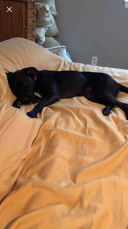 Lexi, an adoptable Boxer, Labrador Retriever in Cincinnati, OH, 45252 | Photo Image 2