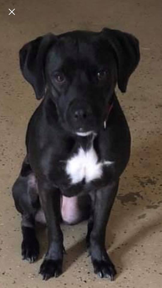 Black lab mixed on sale with boxer