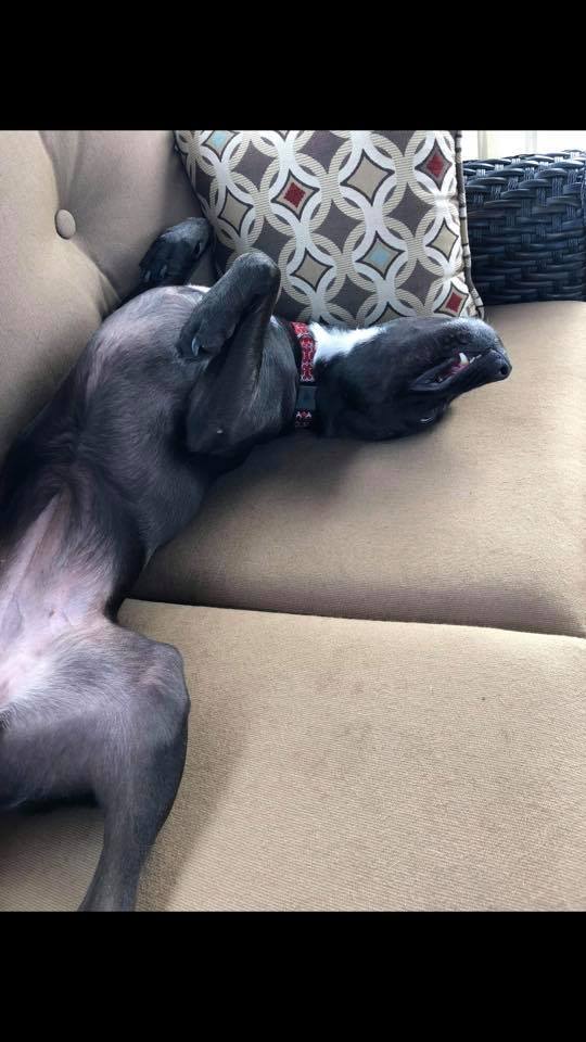 Lexi, an adoptable Boxer, Labrador Retriever in Cincinnati, OH, 45252 | Photo Image 3
