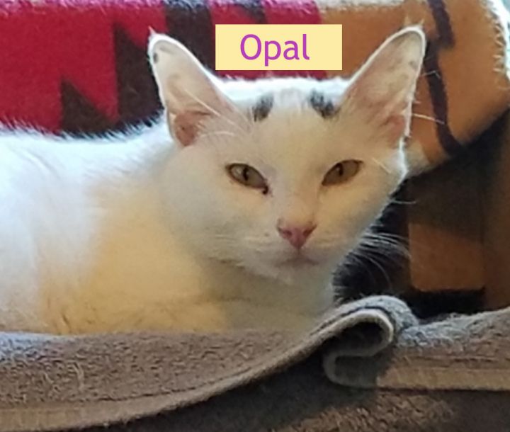 Opal (Allyssa's foster) 2