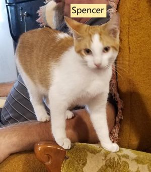 Spencer (Allyssa's foster)