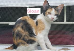Sloan (Allyssa's foster)