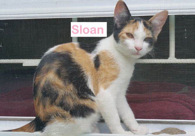 Sloan (Allyssa's foster)